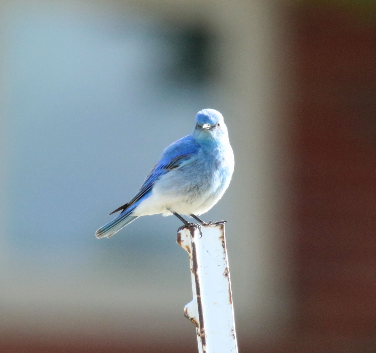 Mountain Bluebird - ML637055865