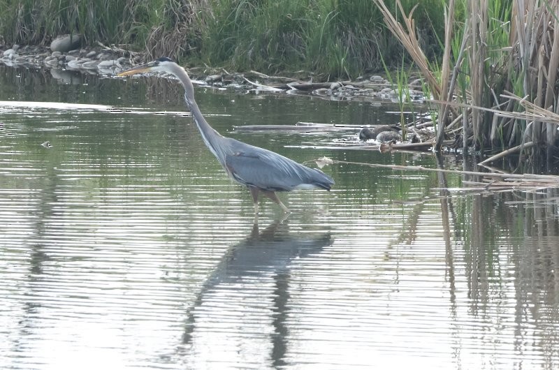 Great Blue Heron - ML637055902
