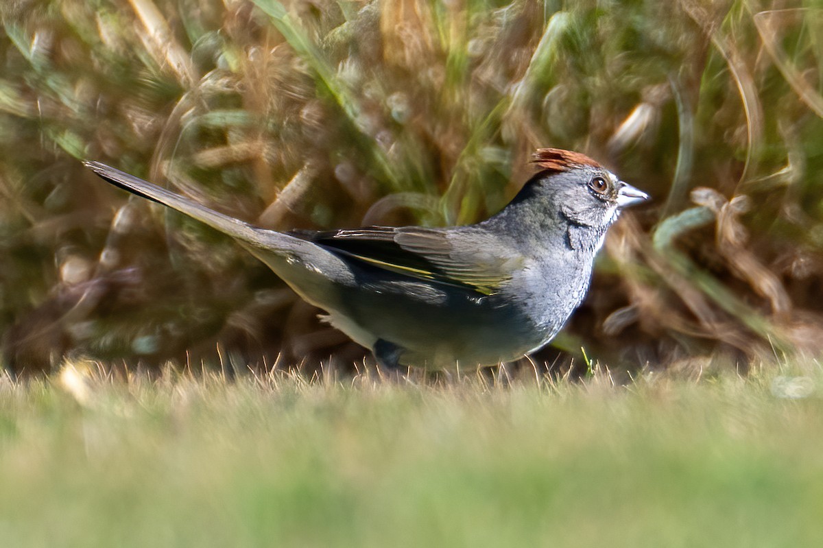 Green-tailed Towhee - ML637055907