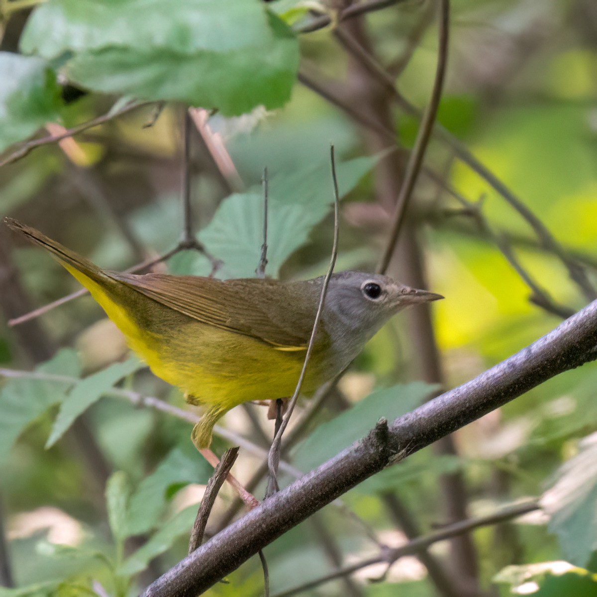 Mourning Warbler - ML637056048