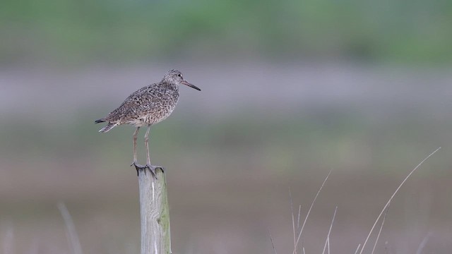 Willet (Eastern) - ML637056051