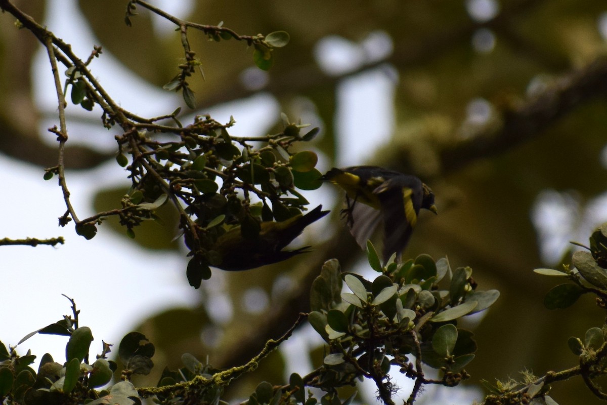 Yellow-bellied Siskin - ML637056070