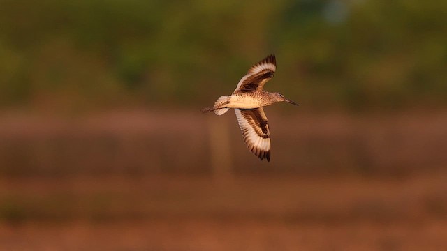 Willet (Eastern) - ML637056097