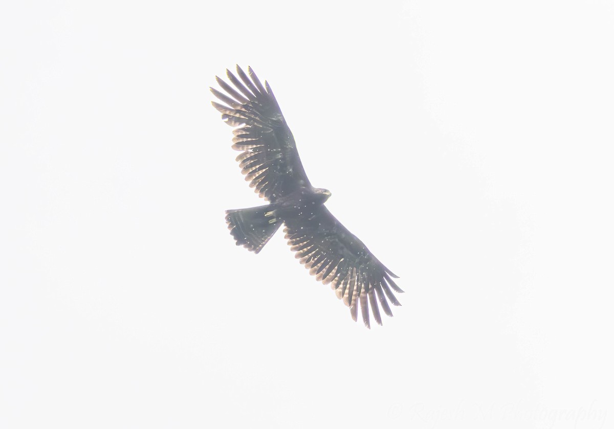 Black Eagle - ML637056111
