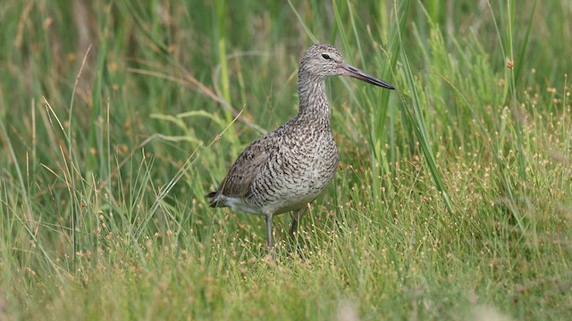 Willet (Eastern) - ML637056165