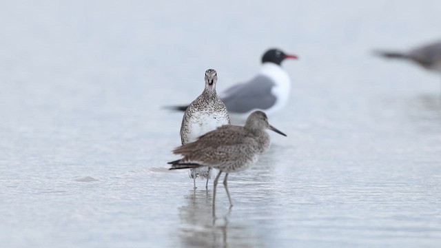Willet (Eastern) - ML637056196