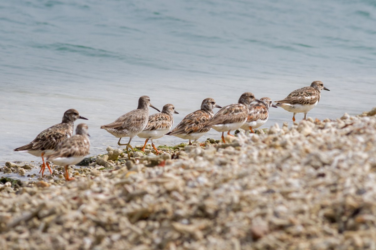Short-billed Dowitcher - ML637056199