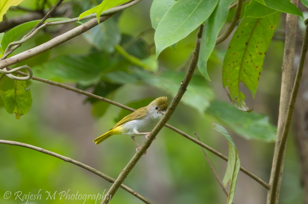 White-bellied Erpornis - ML637056208