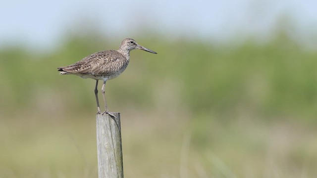 Willet (Western) - ML637056217