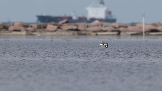 Willet (Western) - ML637056223