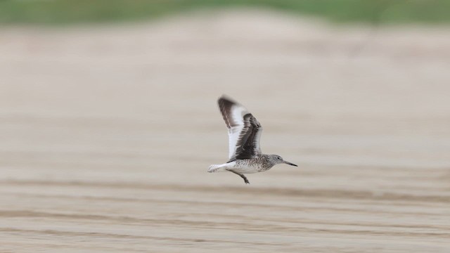 Willet (Eastern) - ML637056257