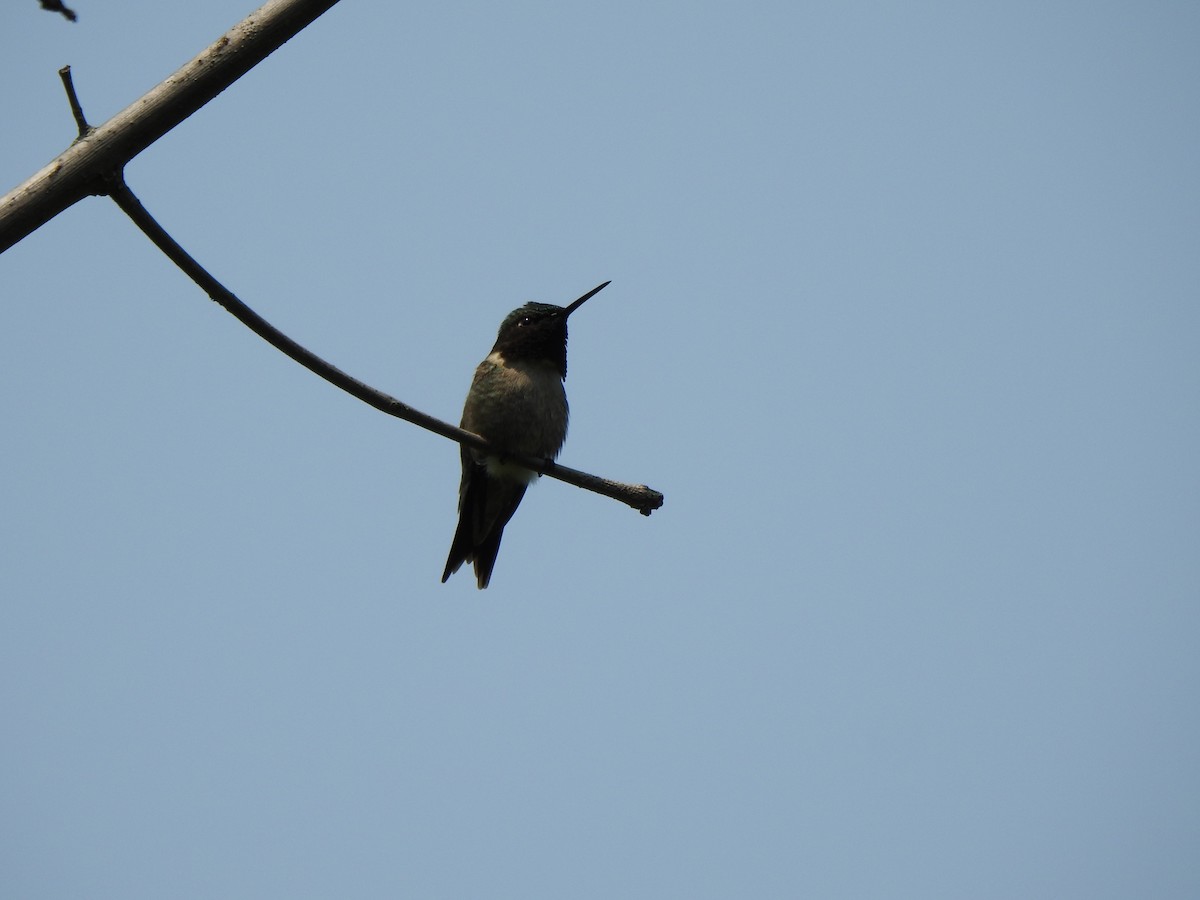 Colibri à gorge rubis - ML637056287