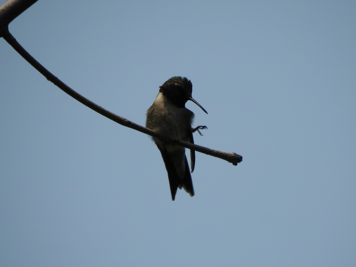 Colibri à gorge rubis - ML637056289