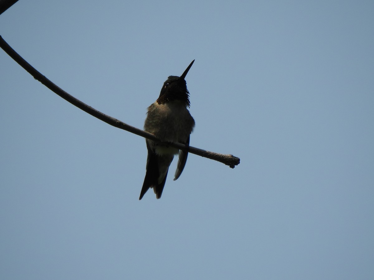 Colibri à gorge rubis - ML637056291