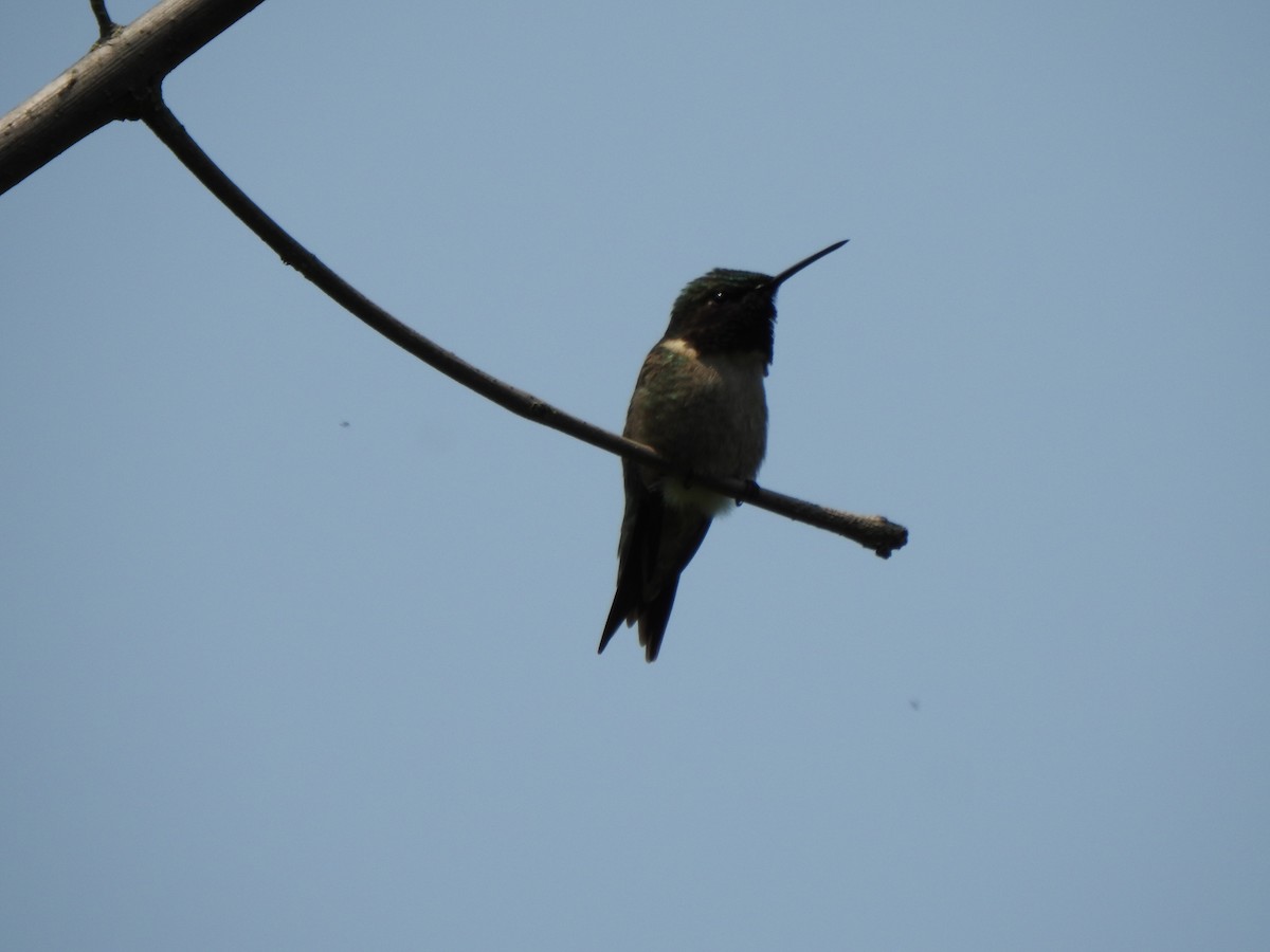 Colibri à gorge rubis - ML637056293