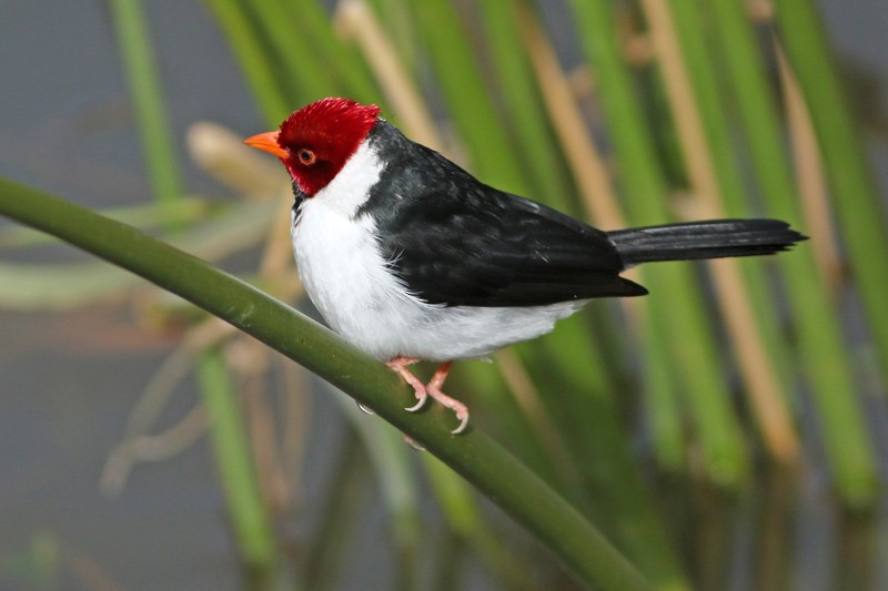 Yellow-billed Cardinal - ML63705631