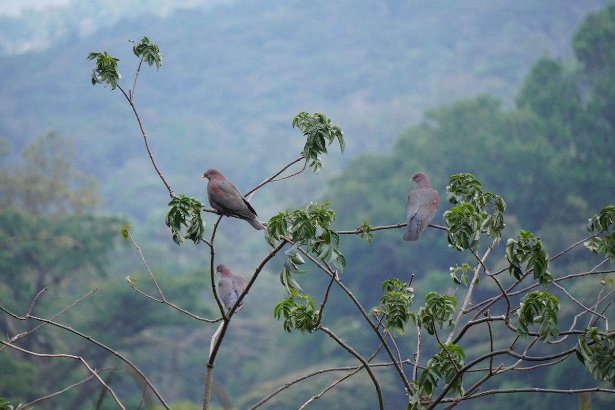 Red-billed Pigeon - ML637056469