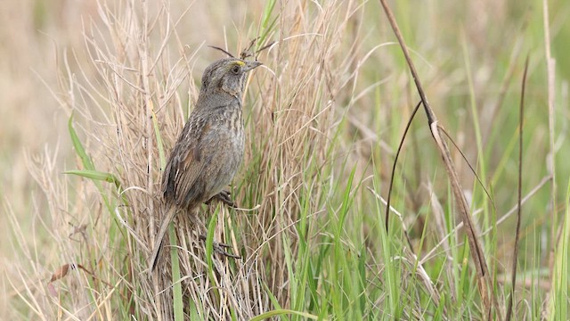 Seaside Sparrow - ML637056477