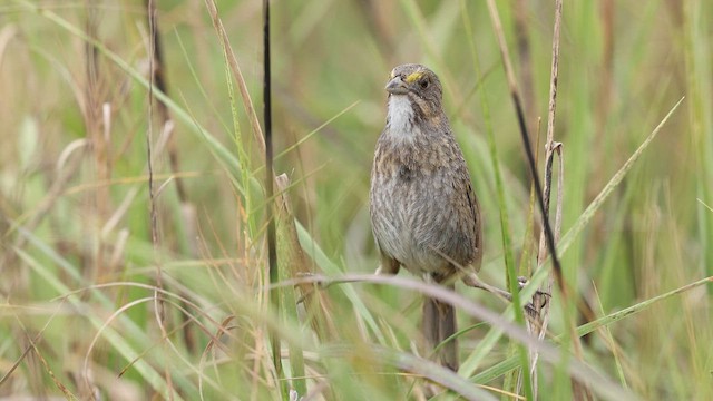Seaside Sparrow - ML637056498
