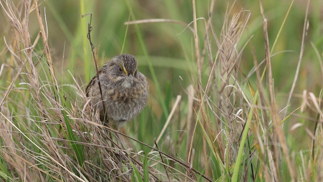 Seaside Sparrow - ML637056499