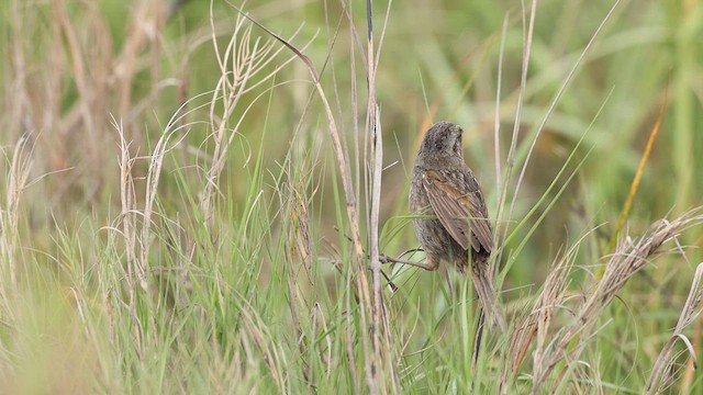 Seaside Sparrow - ML637056509