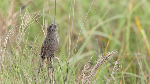 Seaside Sparrow - ML637056524