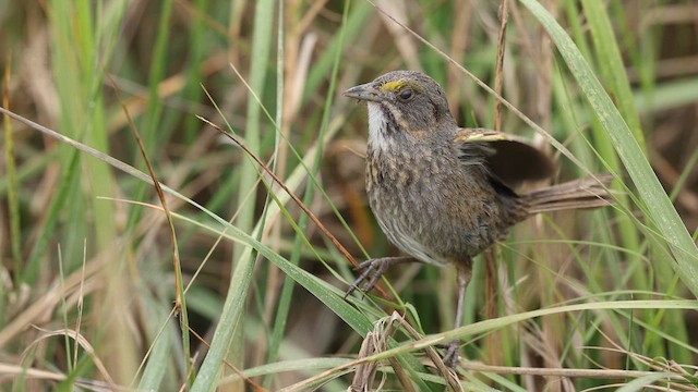 Seaside Sparrow - ML637056533