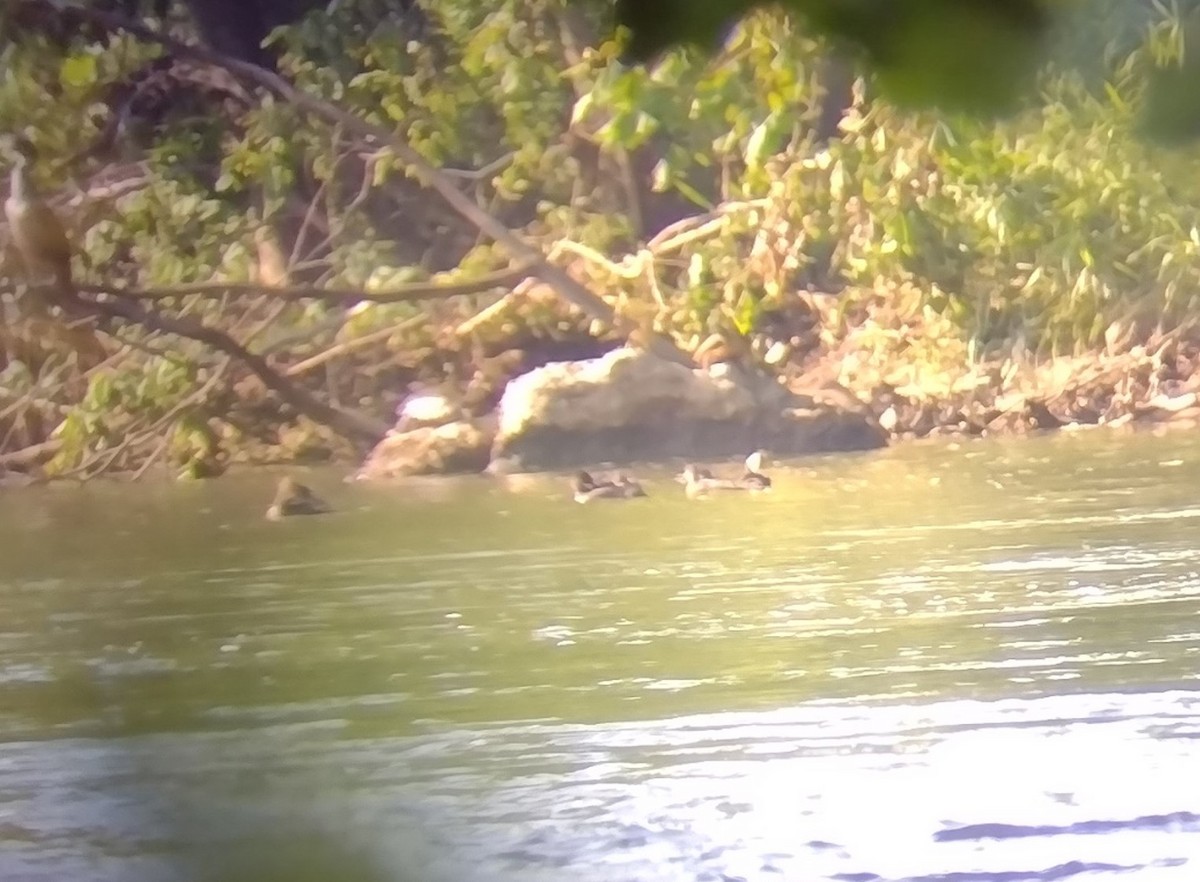 Hooded Merganser - ML637056735