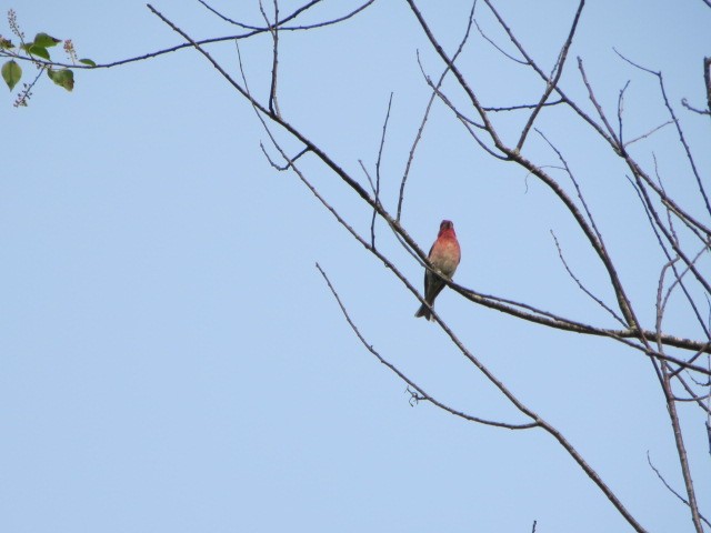 Purple Finch - ML637056873