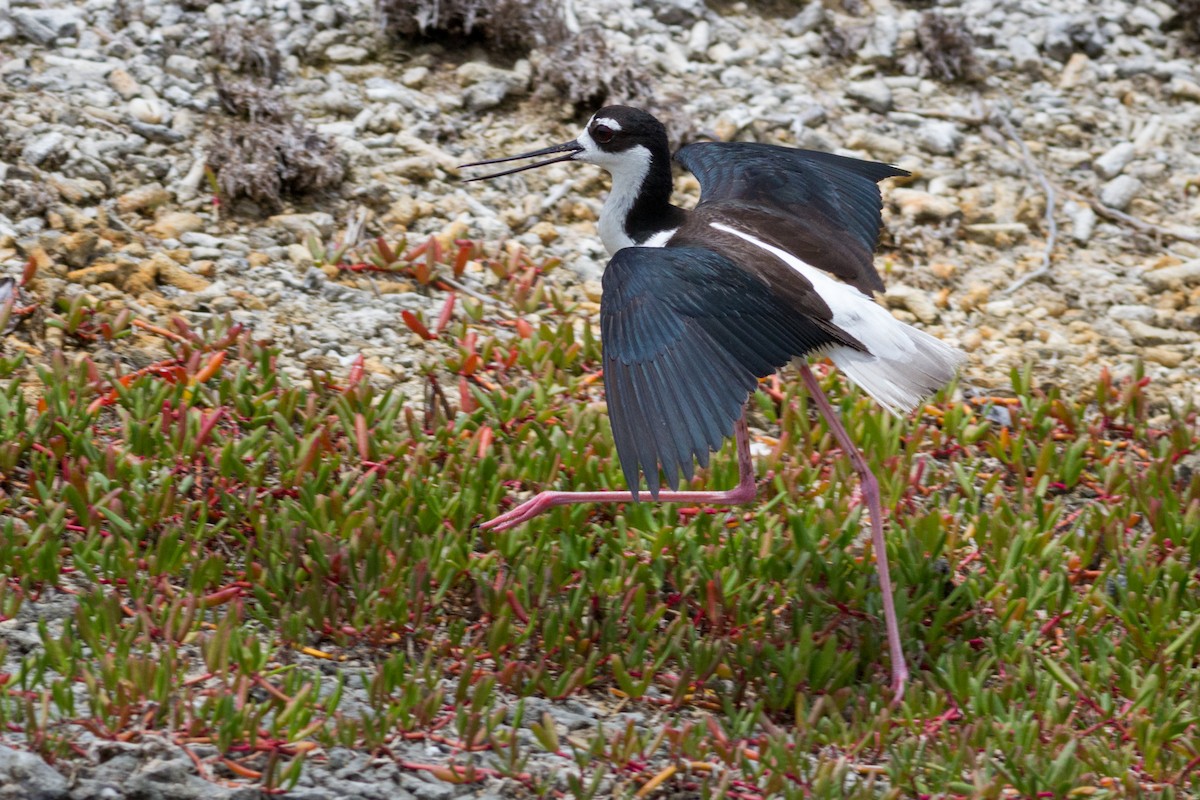 Black-necked Stilt - ML637056939