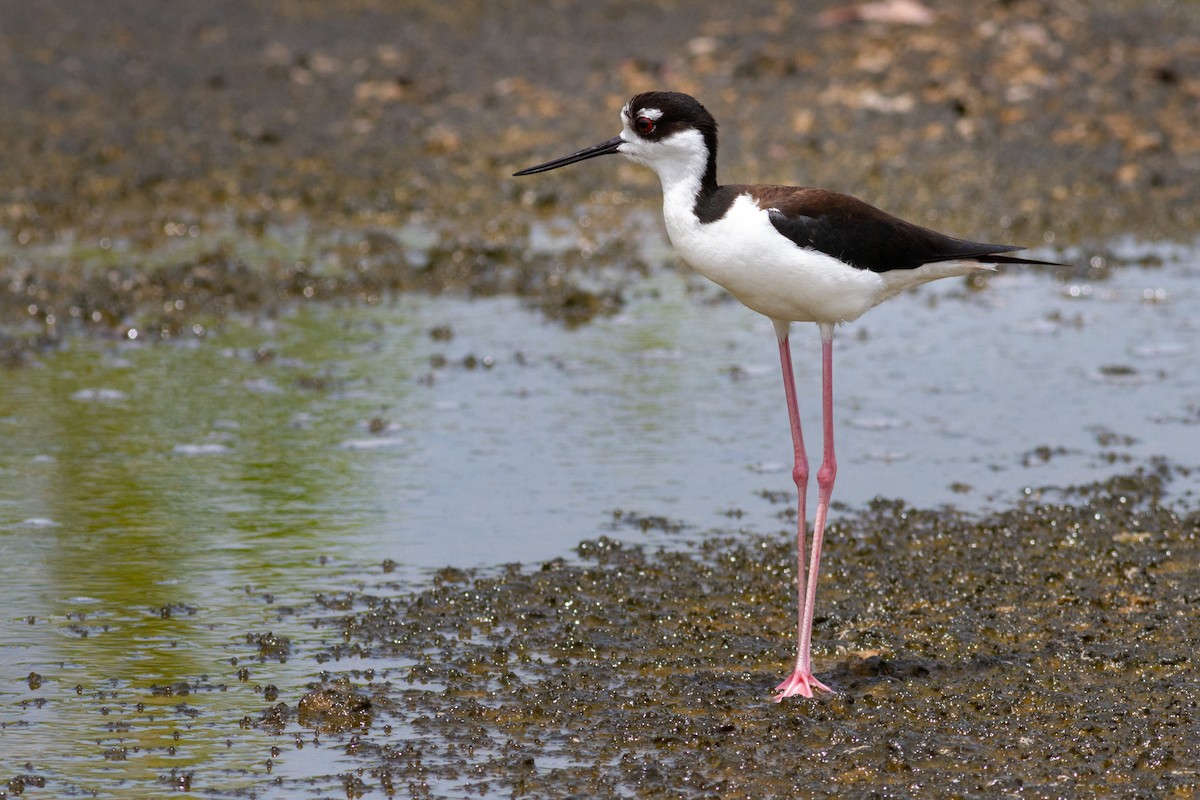 Black-necked Stilt - ML637056941