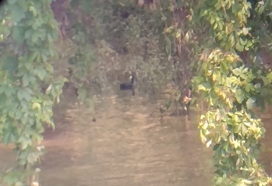 American Coot - ML637056998