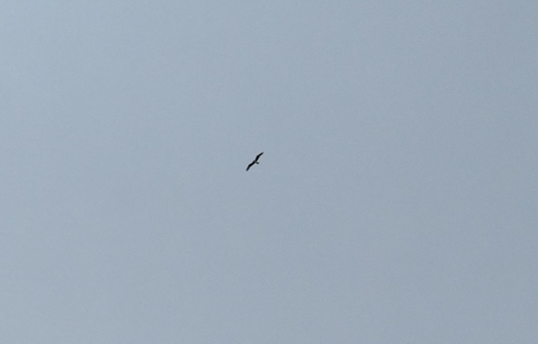 魚鷹 - ML637057006