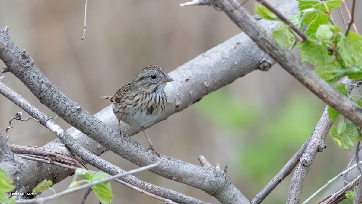 Lincoln's Sparrow - ML637057066