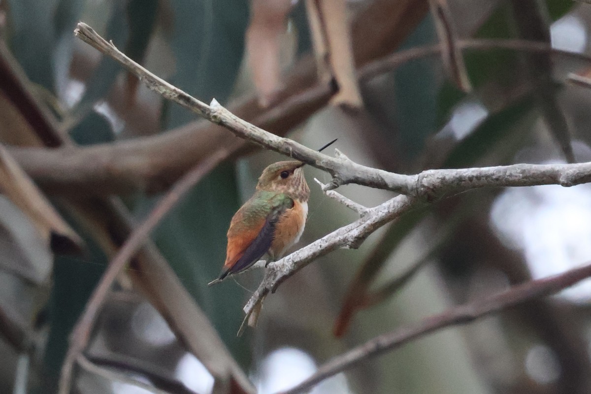 Allen's Hummingbird - ML637057232
