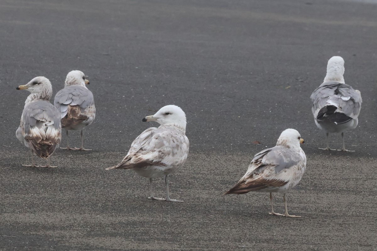 California Gull (albertaensis) - ML637057251