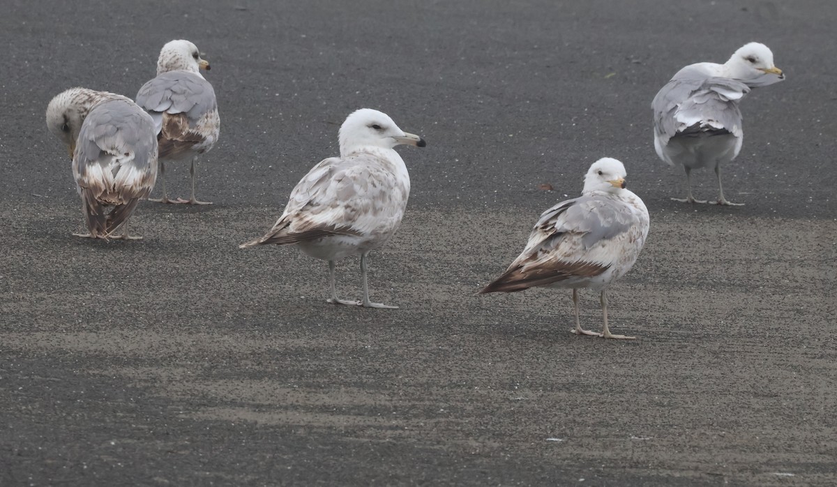 California Gull (albertaensis) - ML637057253