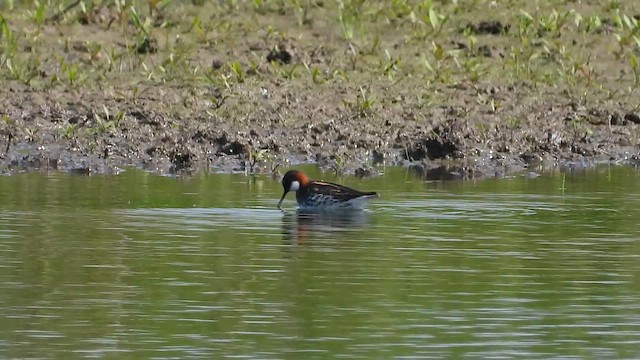 lyskonoh úzkozobý - ML637057283