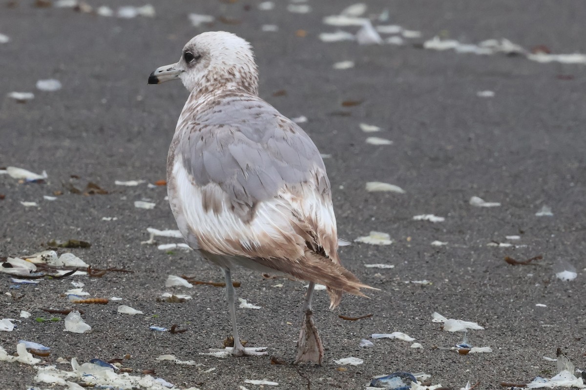 California Gull (californicus) - ML637057295