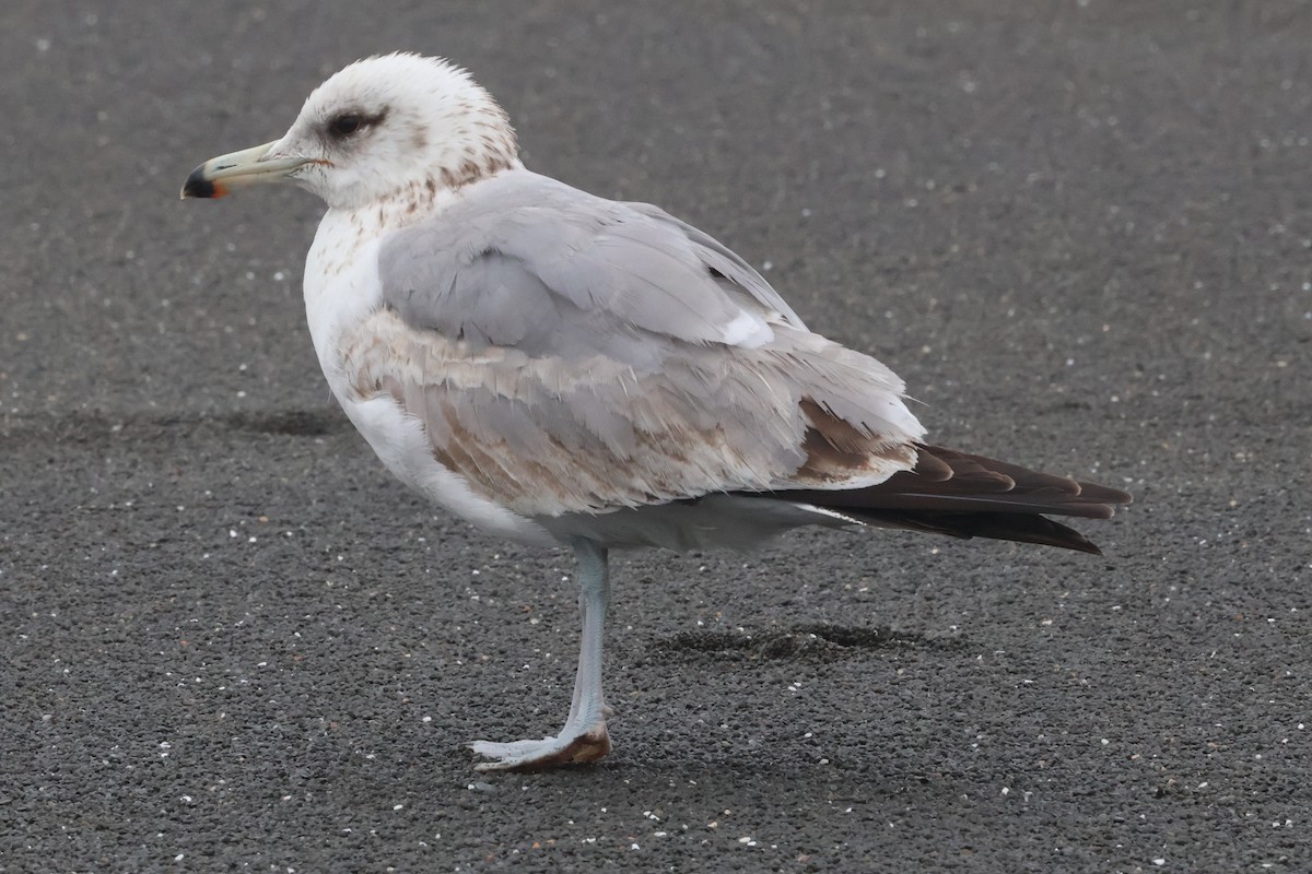 California Gull (californicus) - ML637057297