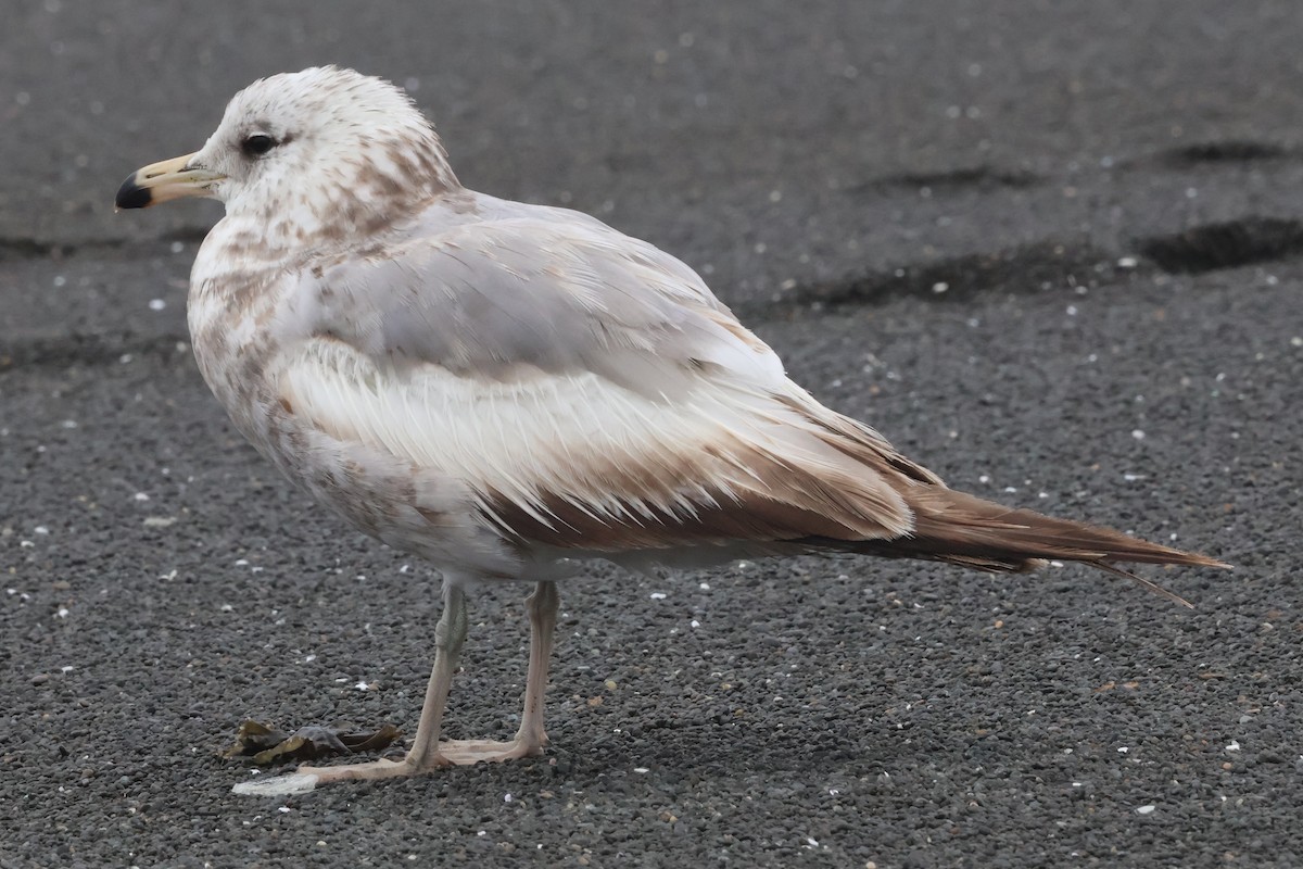 California Gull (californicus) - ML637057301