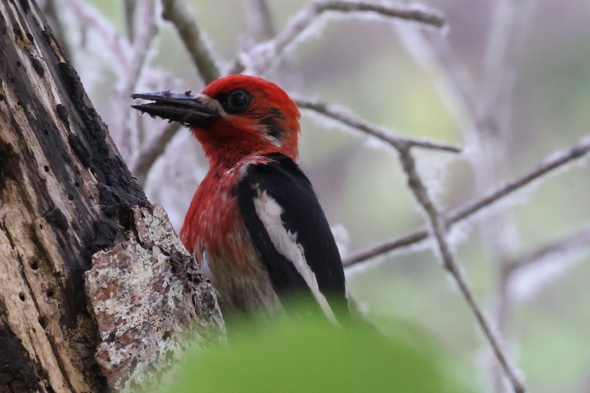 Red-breasted Sapsucker - ML637057346