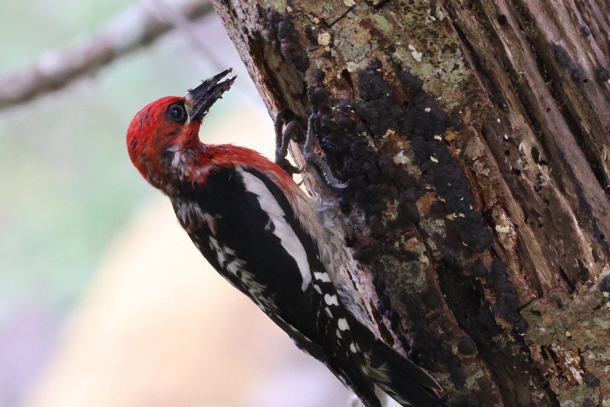 Red-breasted Sapsucker - ML637057355