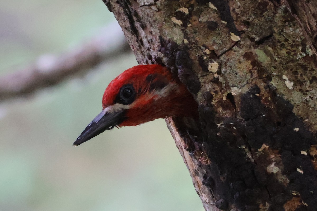 Red-breasted Sapsucker - ML637057358