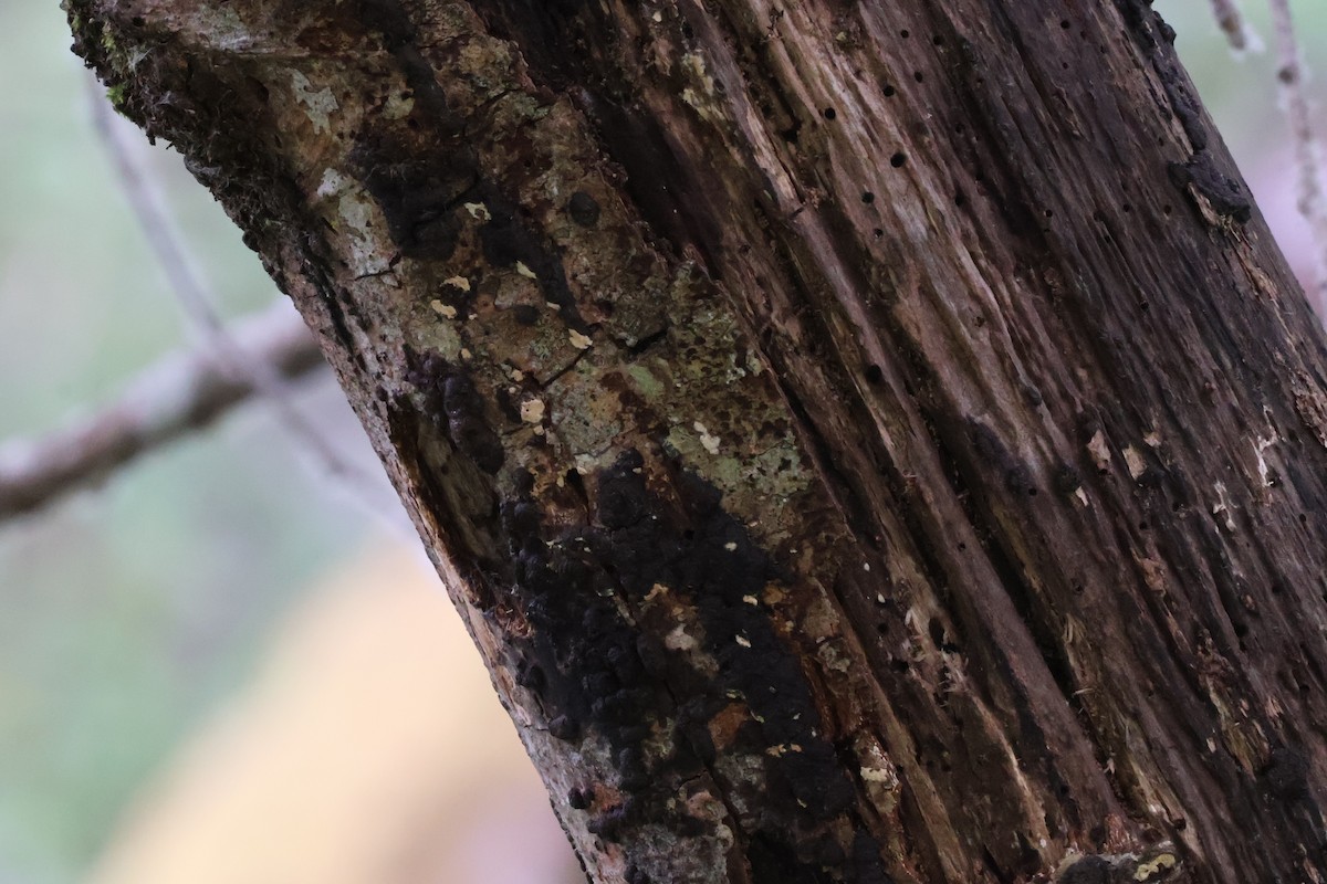 Red-breasted Sapsucker - ML637057363