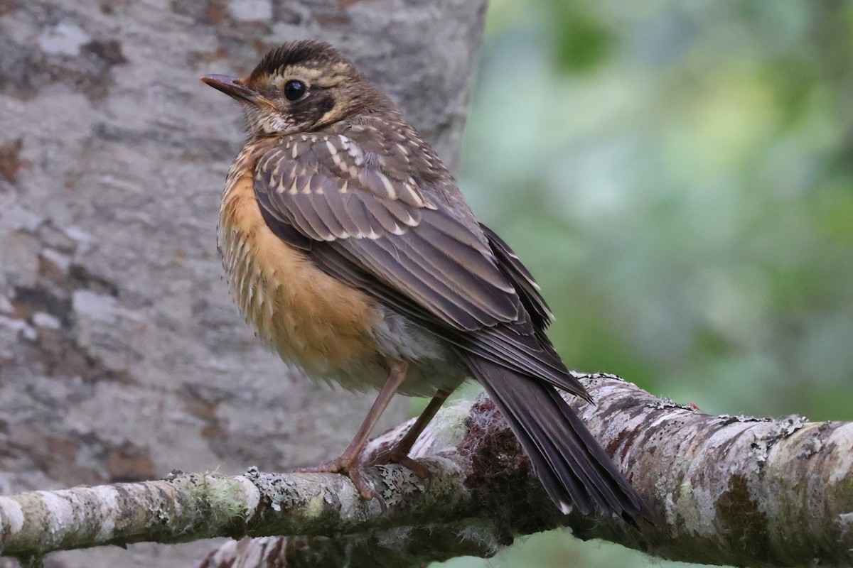 American Robin - ML637057373