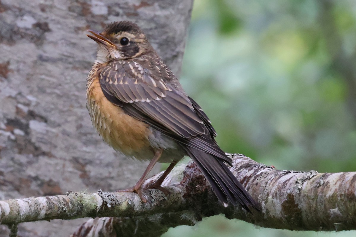 American Robin - ML637057378