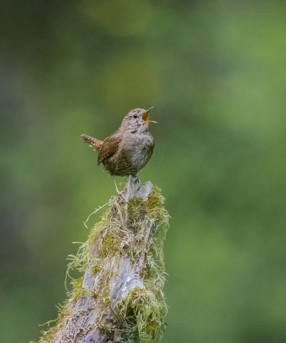 Pacific Wren - ML637057413