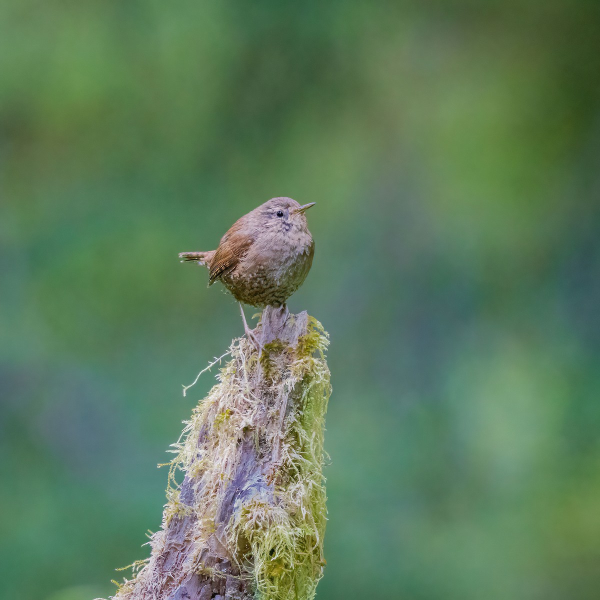 Pacific Wren - ML637057414