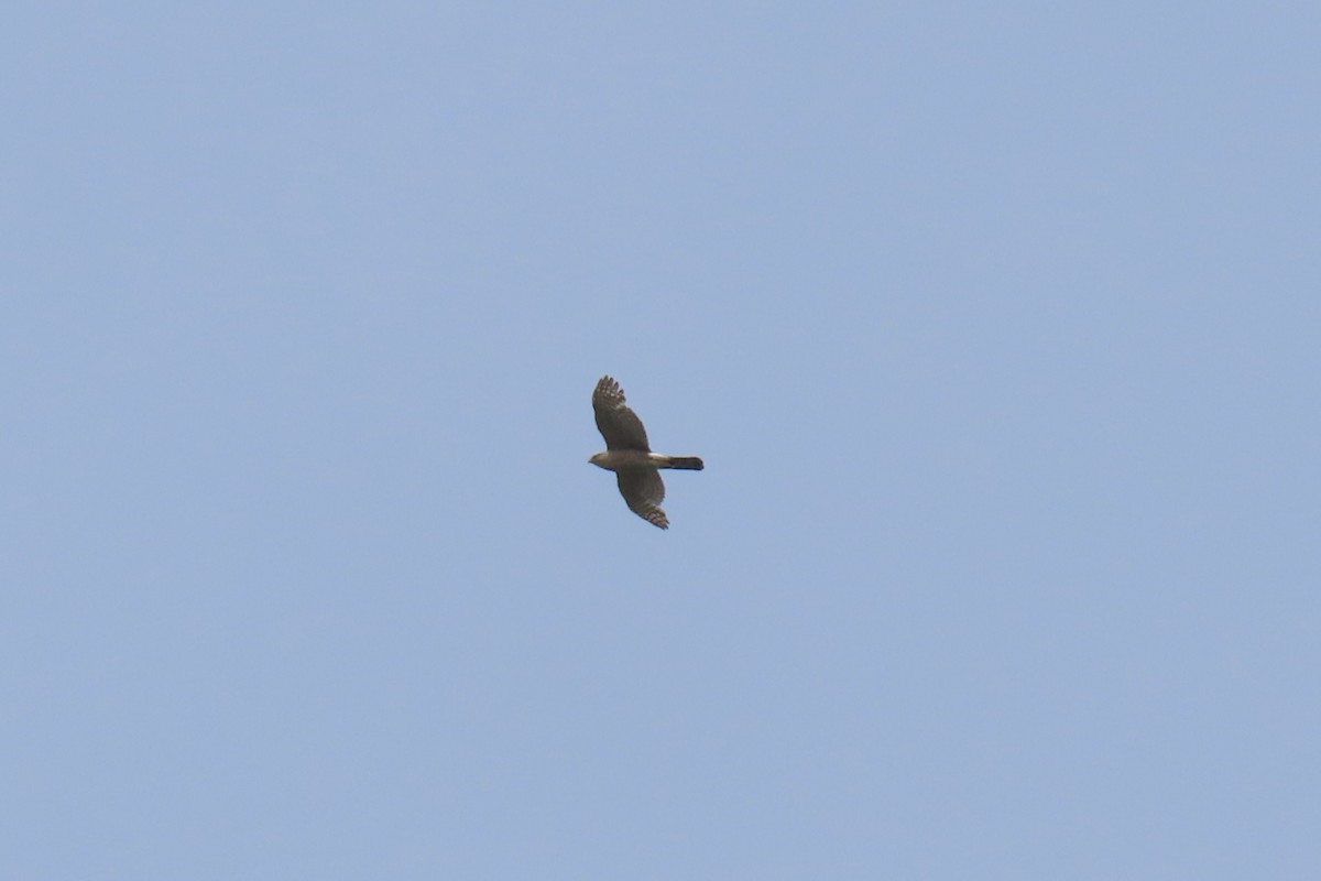 Sharp-shinned/Cooper's Hawk - ML637057452
